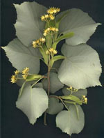 MSA TILIA TOMENTOSA 50 ML - Farmacia-flash.it