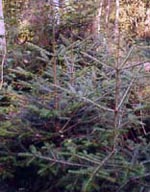 MSA ABIES PECTINATA 50 ML - Farmacia-flash.it