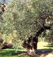 MSA OLEA EUROPEA 50 ML - Farmacia-flash.it