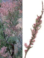 MSA TAMARIX GALLICA 50 ML - Farmacia-flash.it