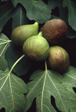 MSA FICUS CARICA 50 ML - Farmacia-flash.it