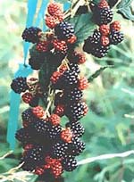 MSA RUBUS FRUCTICOSU 50 ML - Farmacia-flash.it