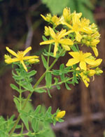 TSA HIPERICUM PERFORATUM 50 ML - Farmacia-flash.it