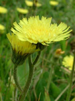 TSA HIERACIUM PILOSELLA 50 ML - Farmacia-flash.it