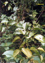 TSA UNCARIA TOMENTOSA 50 ML - Farmacia-flash.it