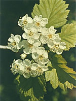 TSA CRATAEGUS OXYCANTHIA 50 ML - Farmacia-flash.it