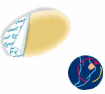 COMPEED VESCICHE CEROTTI FORMATO MEDIO 5 PEZZI - Farmacia-flash.it