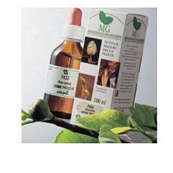 BETULA VERRUCOSA 100ML MG - Farmacia-flash.it