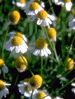 TSA MATRICARIA CHAMOMILLA 50 ML - Farmacia-flash.it