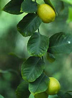 MSA CITRUS LIMONUM 50 ML - Farmacia-flash.it