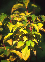 MSA CORNUS SANGUINEA 50 ML - Farmacia-flash.it