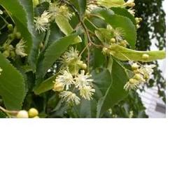 EIE TIGLIO 30 ML GOCCE - Farmacia-flash.it