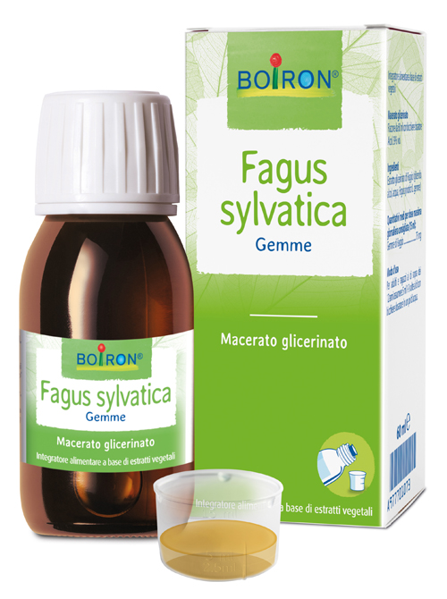 FAGUS SYLVATICA MACERATO GLICERICO 60 ML INT - Farmacia-flash.it