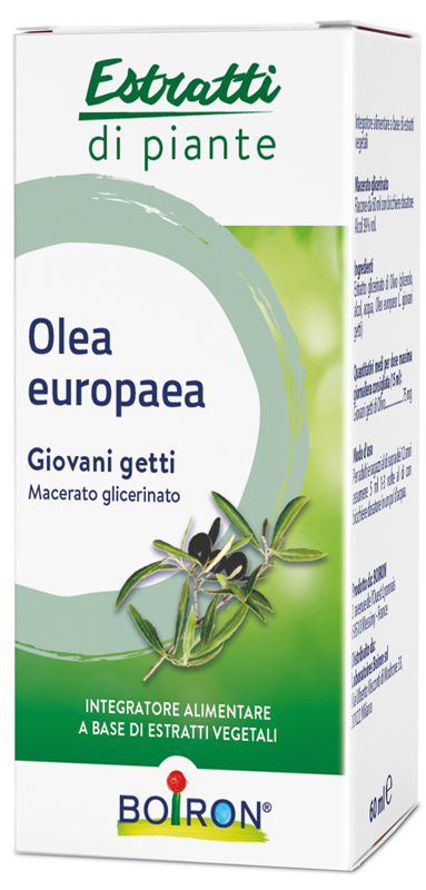 OLEA EUROPAEA MACERATO GLICERICO 60 ML INT - Farmacia-flash.it